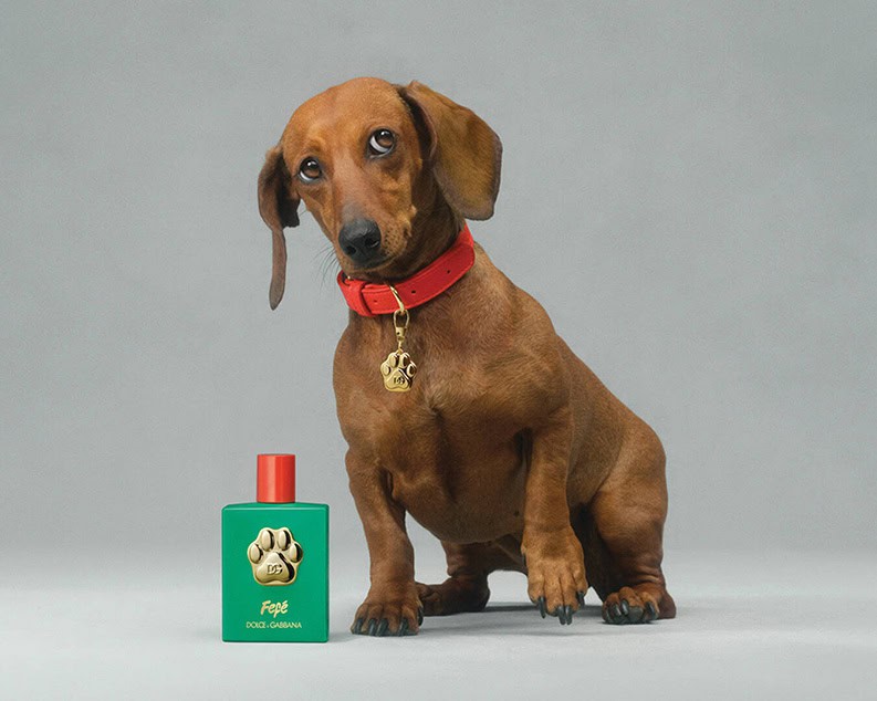 Fefé. El nuevo perfume exclusivo para perros de Dolce & Gabbana