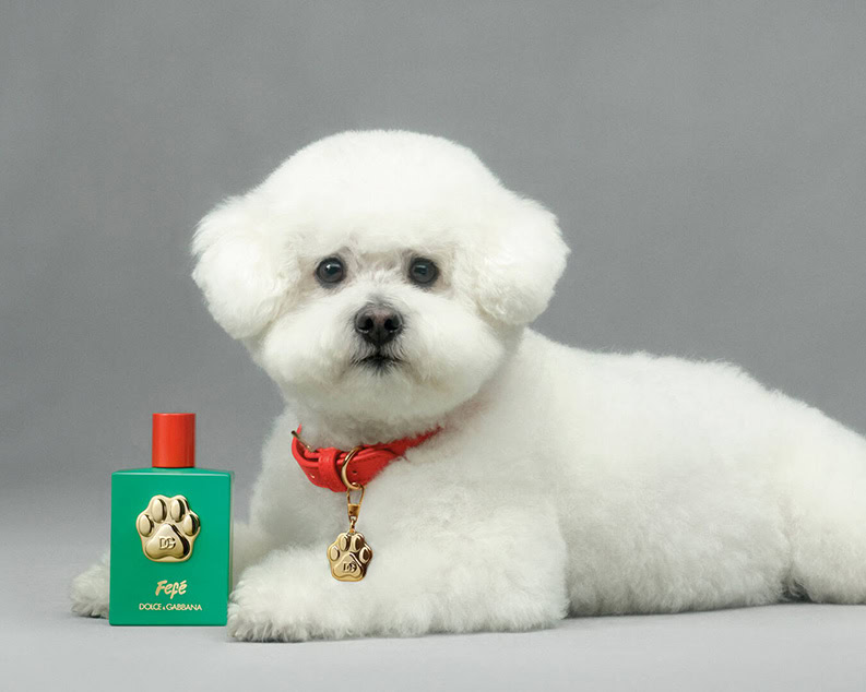 Fefé. El nuevo perfume exclusivo para perros de Dolce & Gabbana