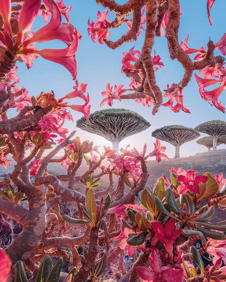 Socotra. La isla de la biodiversidad y los paisajes surrealistas