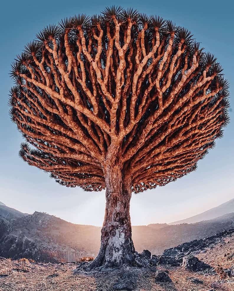 Socotra. La isla de la biodiversidad y los paisajes surrealistas