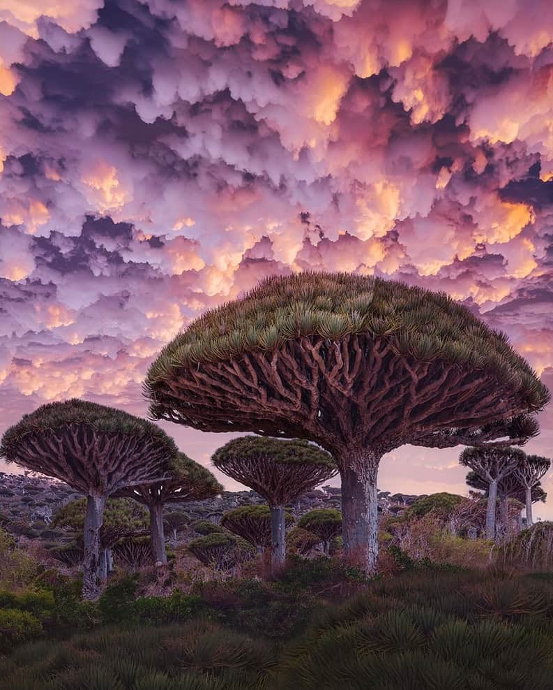 Socotra. La isla de la biodiversidad y los paisajes surrealistas