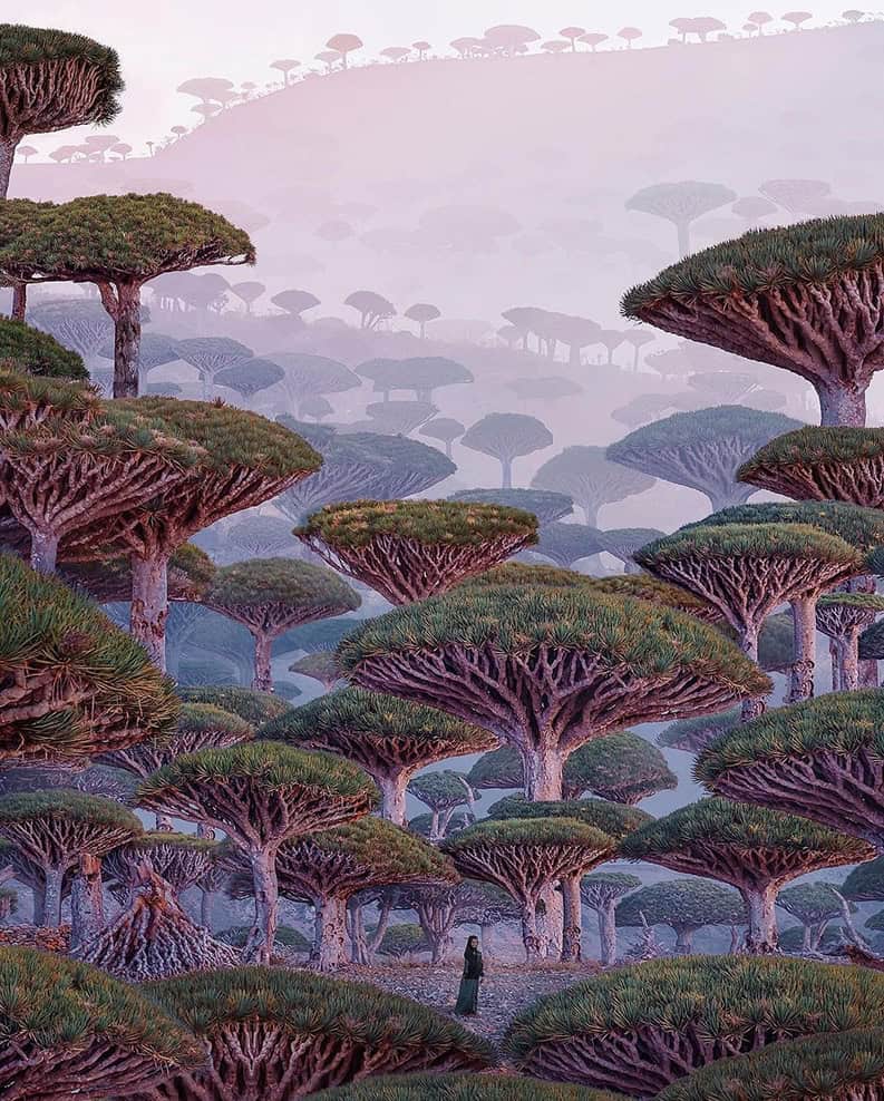 Socotra. La isla de la biodiversidad y los paisajes surrealistas