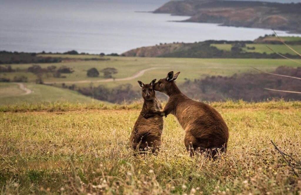 Kangaroo Island. El paraíso que vuelve a vivir.